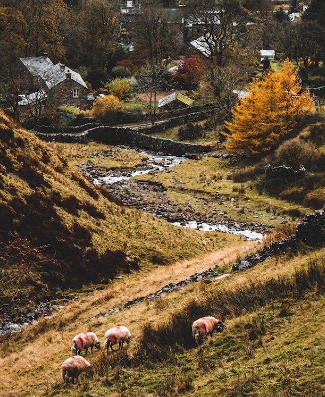 view of a small village between hills with sheep grazing and stream running through them